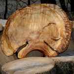 Native Maine birch burl tray 40” diameter, front surface